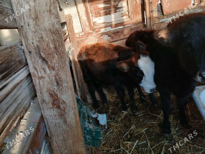 Gacar - Балканабат - img 4