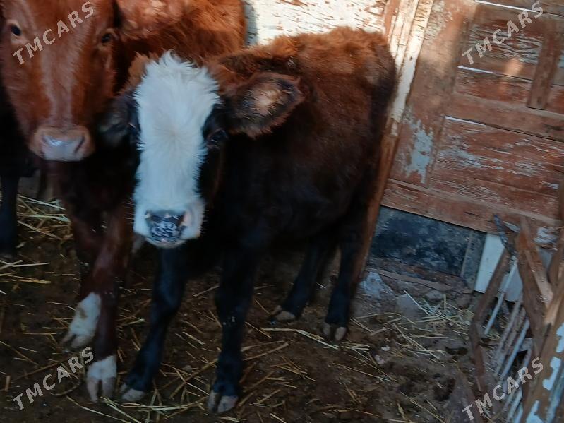 Gacar - Балканабат - img 2