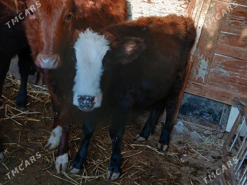 Gacar - Балканабат - img 3