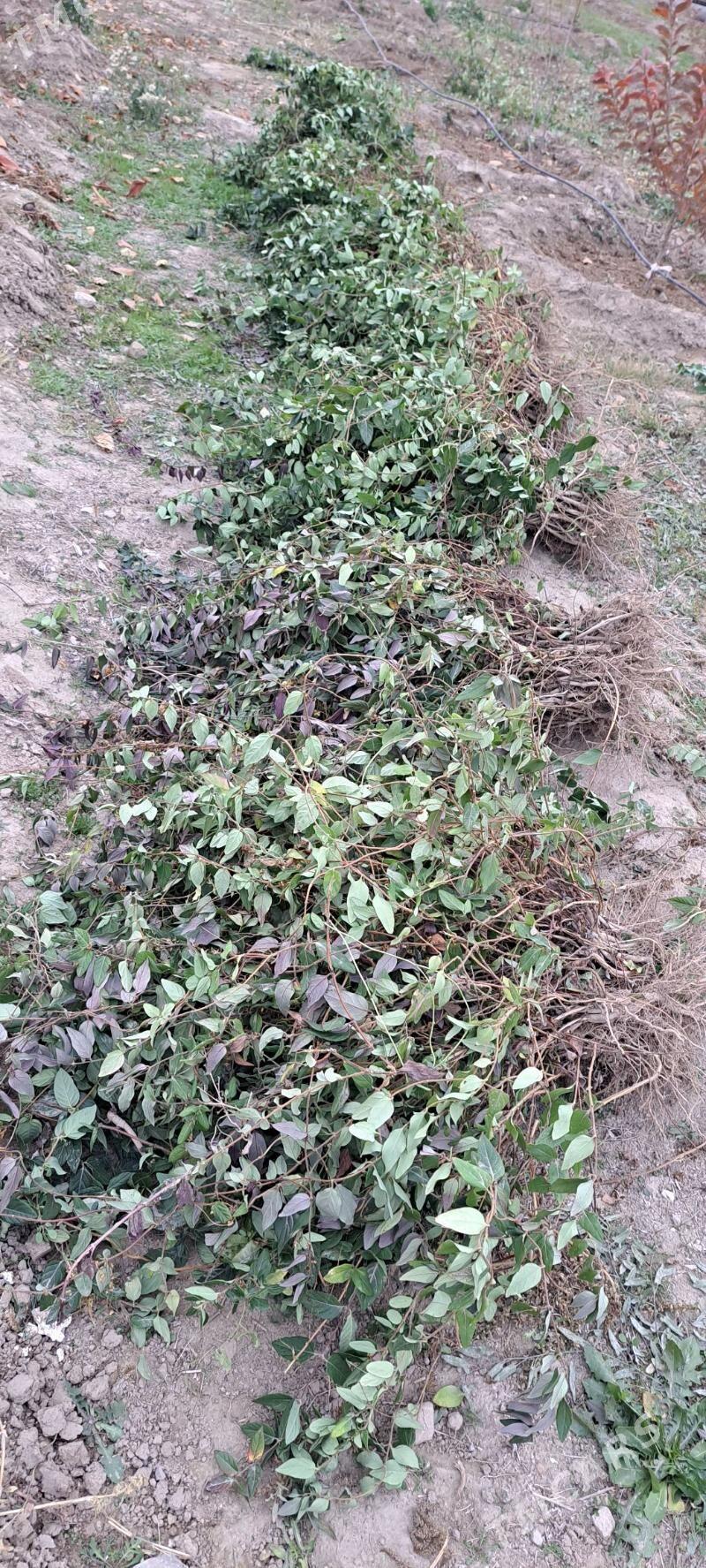 Jasmin jimilis gul cyrmasyk - Ашхабад - img 3