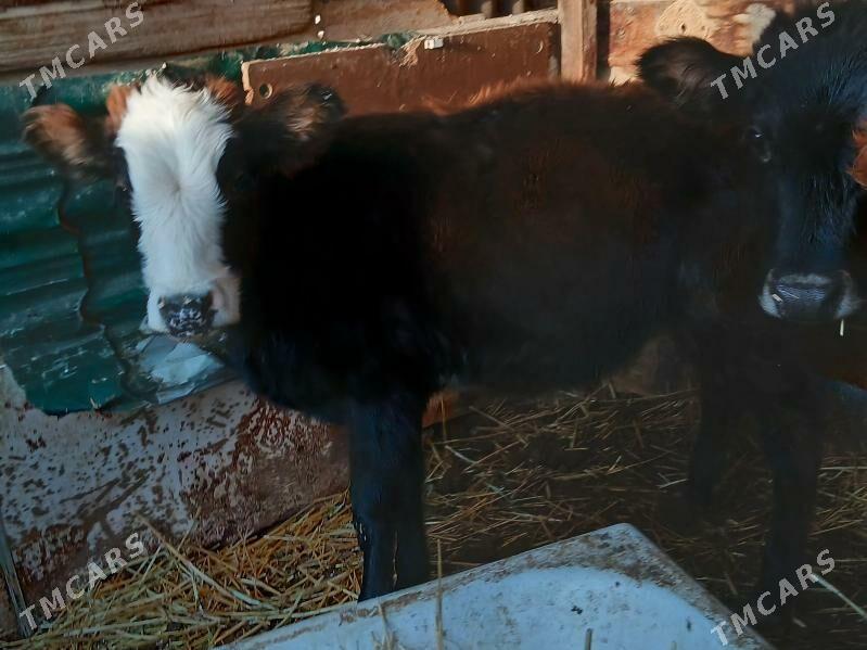 Gacar - Балканабат - img 1