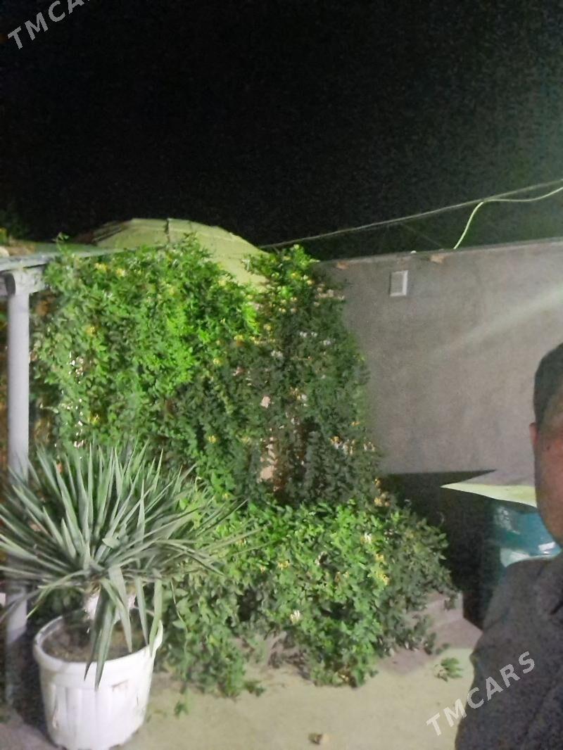 Jasmin jimilis gul cyrmasyk - Ашхабад - img 8