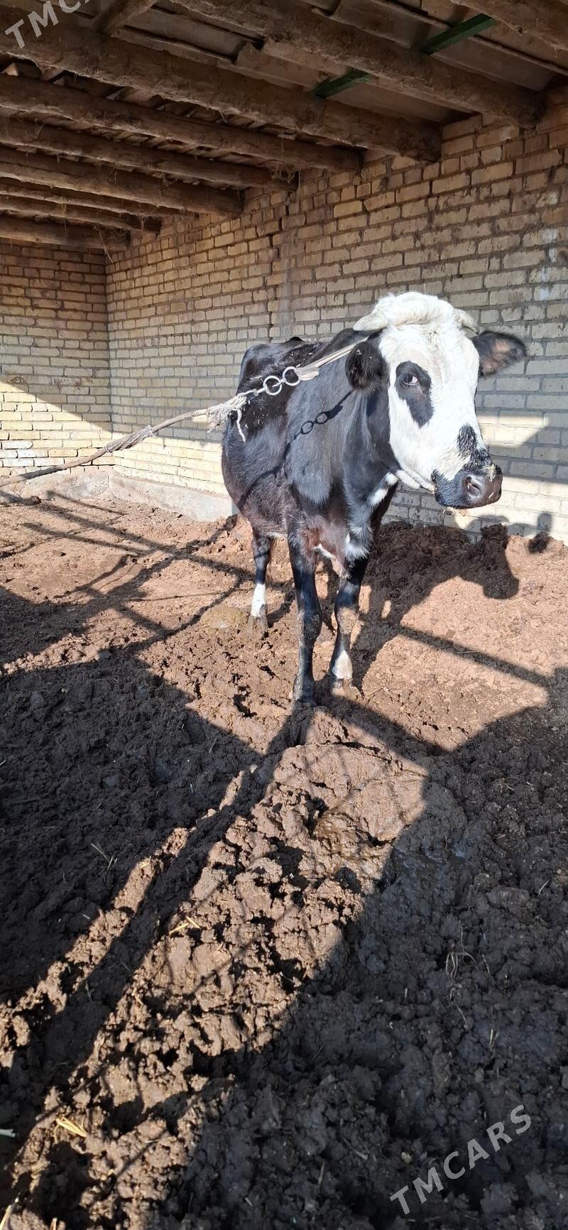 göleli sygyr - Туркменабат - img 5