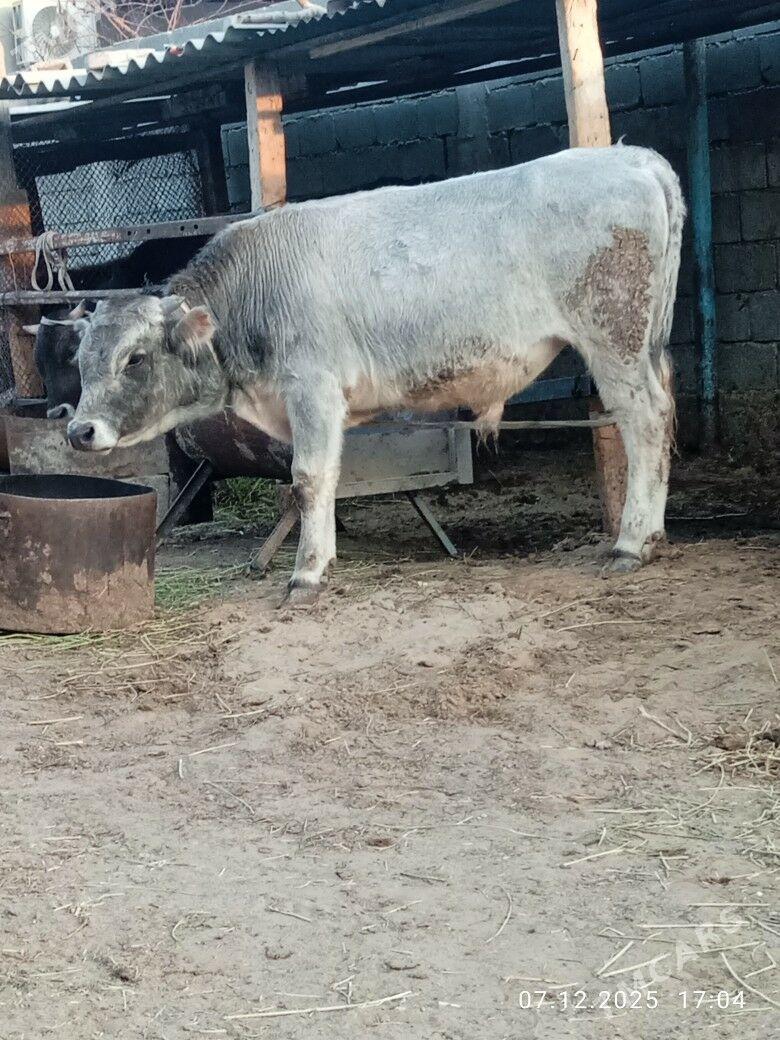 okuz - Ашхабад - img 1