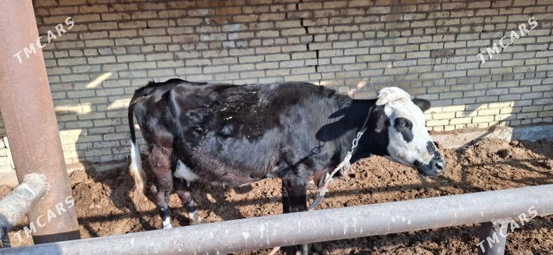 göleli sygyr - Туркменабат - img 4