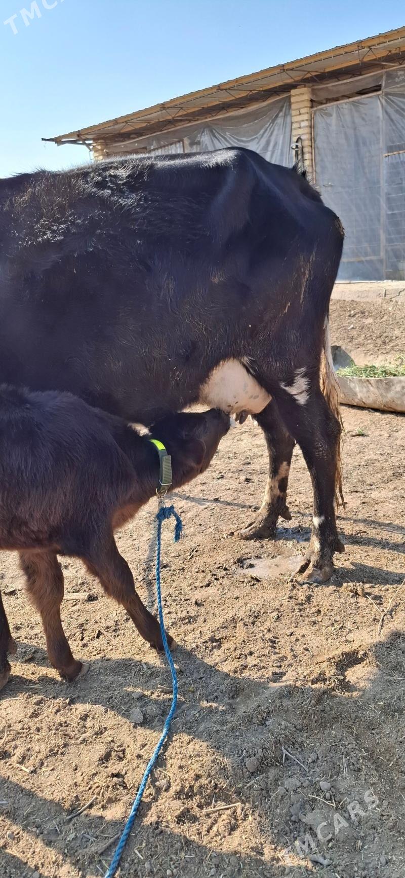 göleli sygyr - Туркменабат - img 3