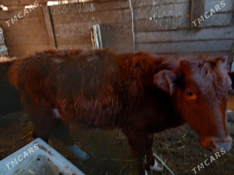 gaçar - Балканабат - img 3