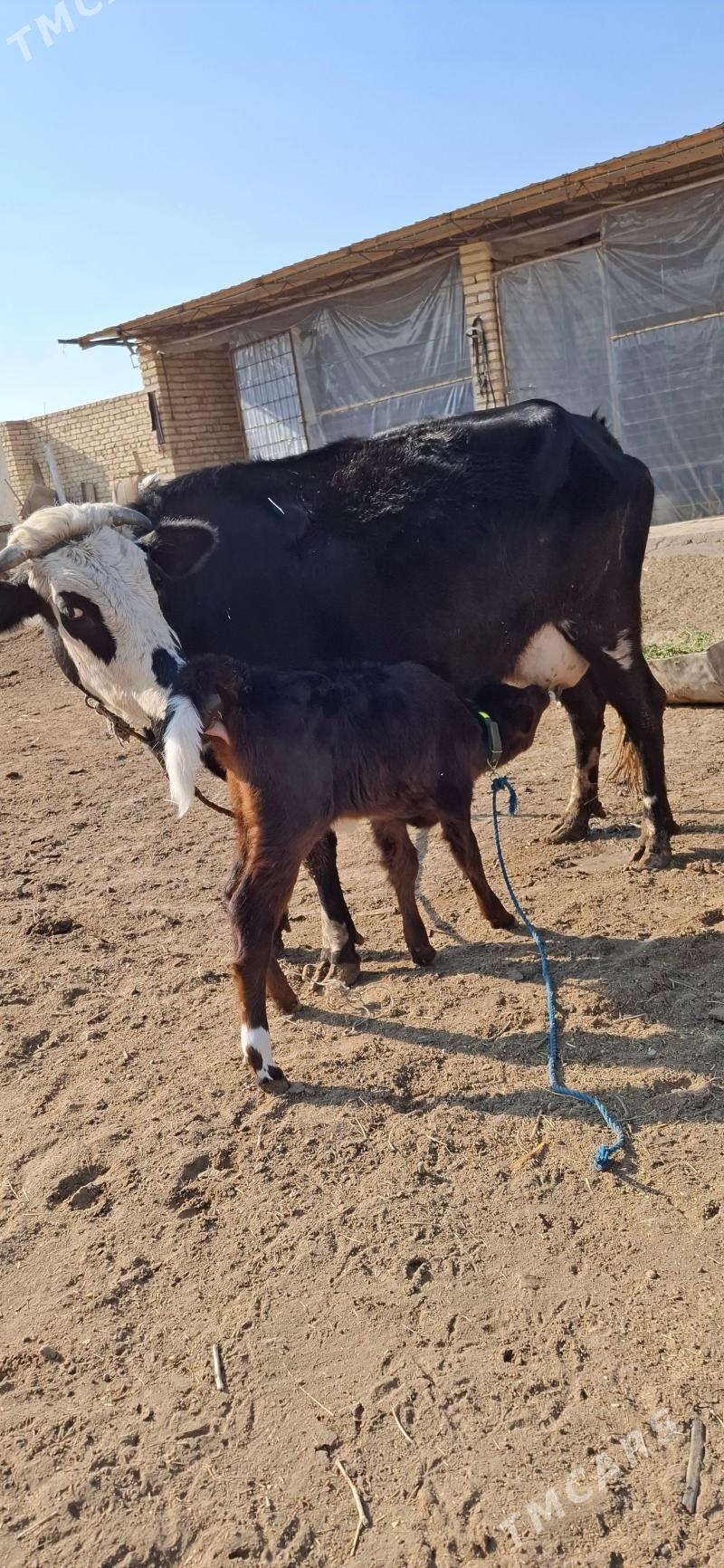 göleli sygyr - Туркменабат - img 2