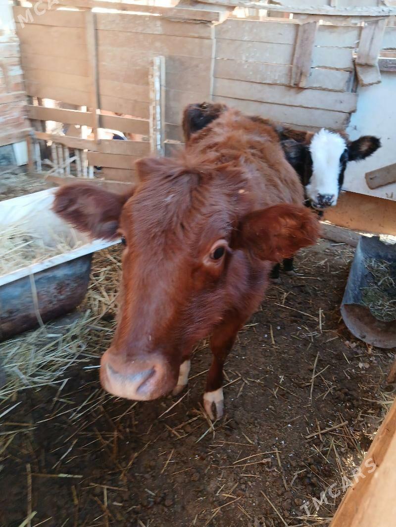 gaçar - Балканабат - img 5