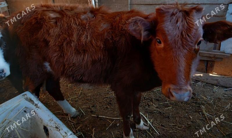 gaçar - Балканабат - img 2