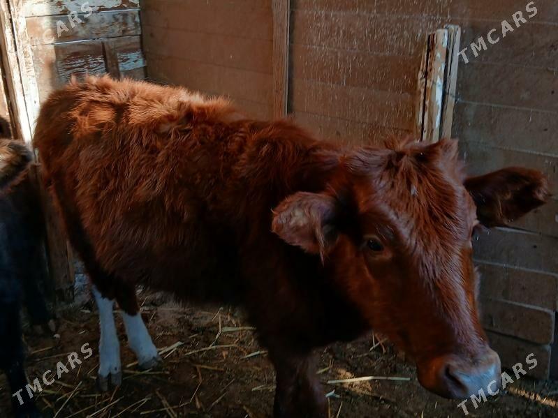 gaçar - Balkanabat - img 1