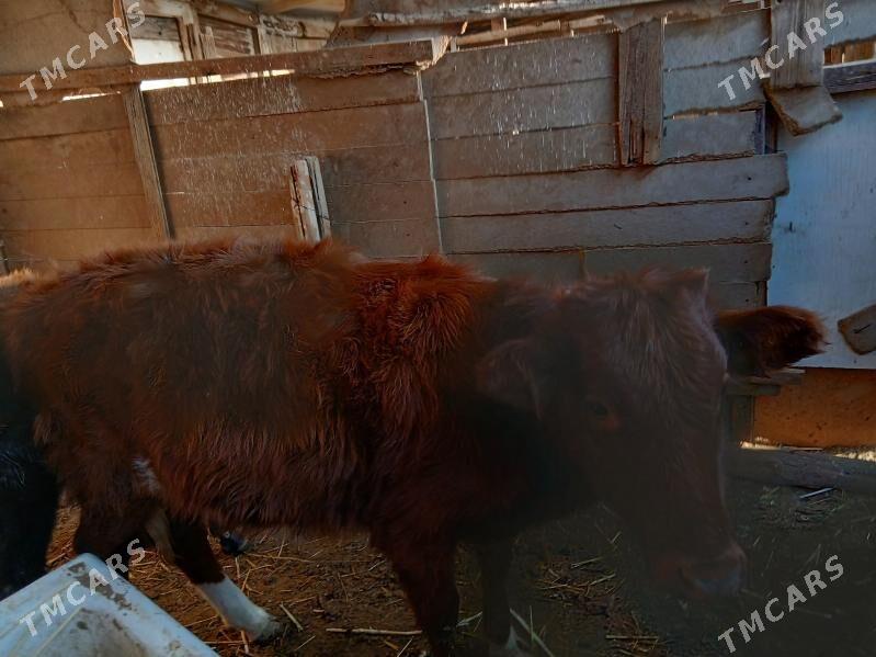 gaçar - Балканабат - img 4