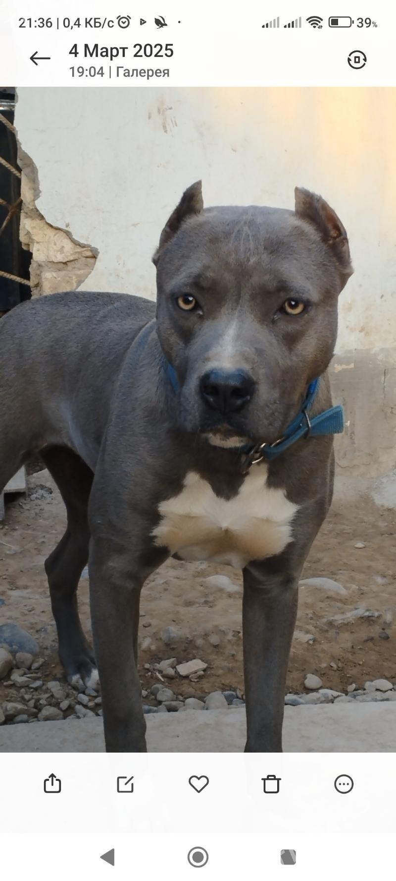 ПИТБУЛЬ - Tejen - img 1