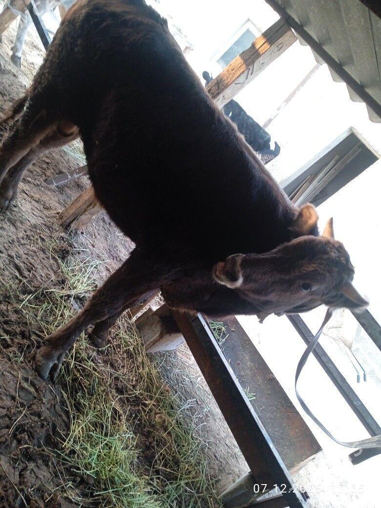 okuz - Ашхабад - img 1