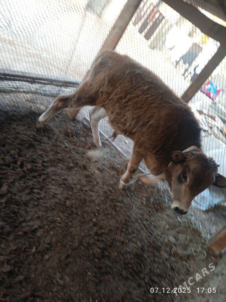 okuz - Ашхабад - img 1