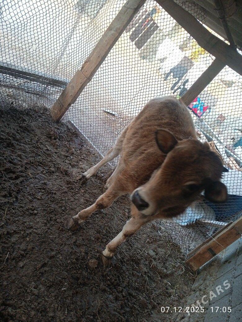 okuz - Aşgabat - img 2