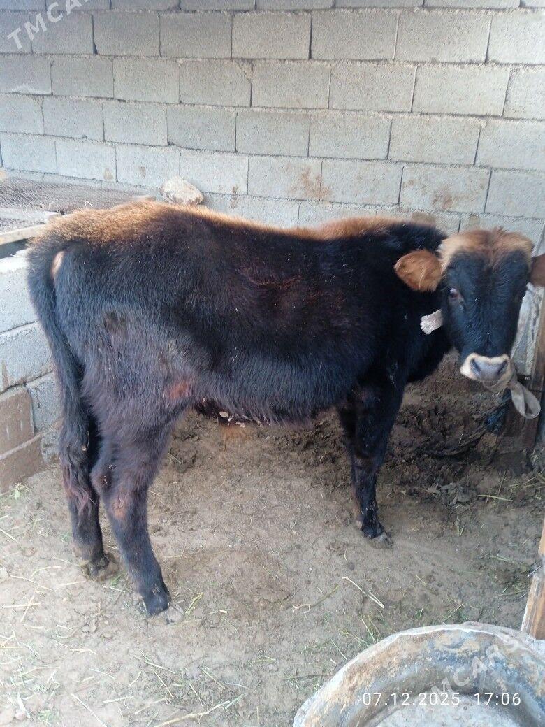 okuz - Ашхабад - img 1