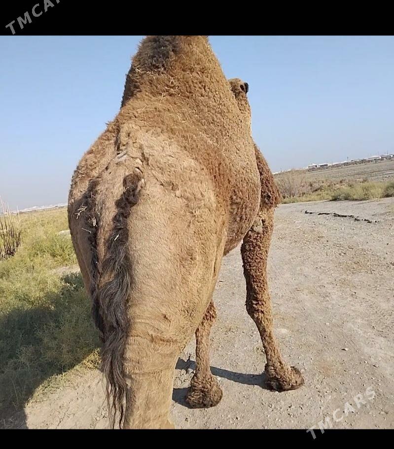 Erkek dúýe - Murgap - img 2