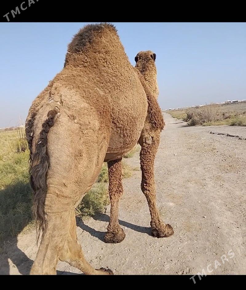 Erkek dúýe - Murgap - img 3