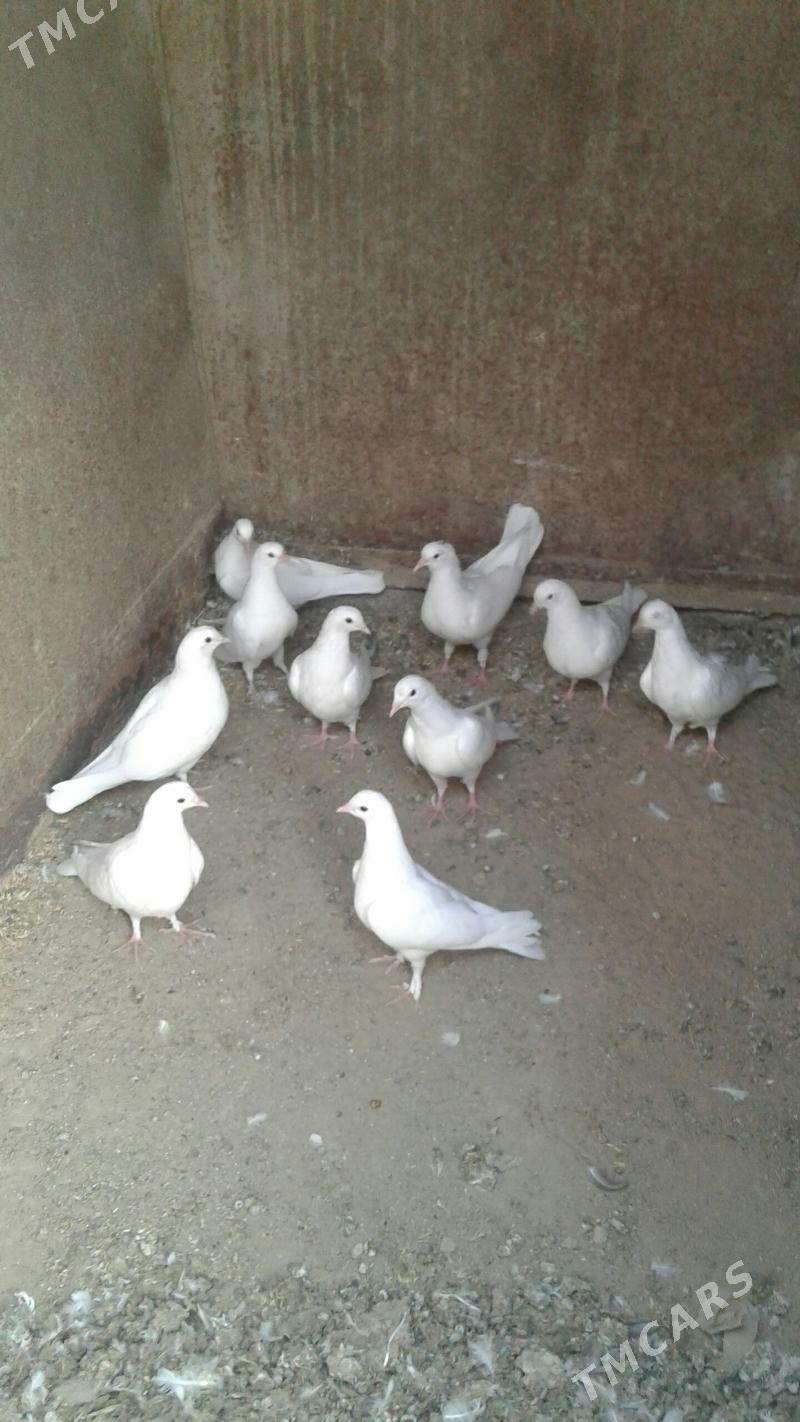 Kepderi - Мары - img 3