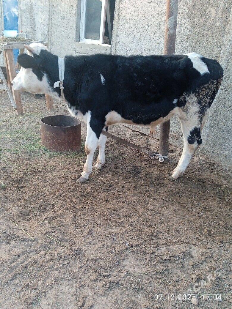 okuz - Ашхабад - img 1