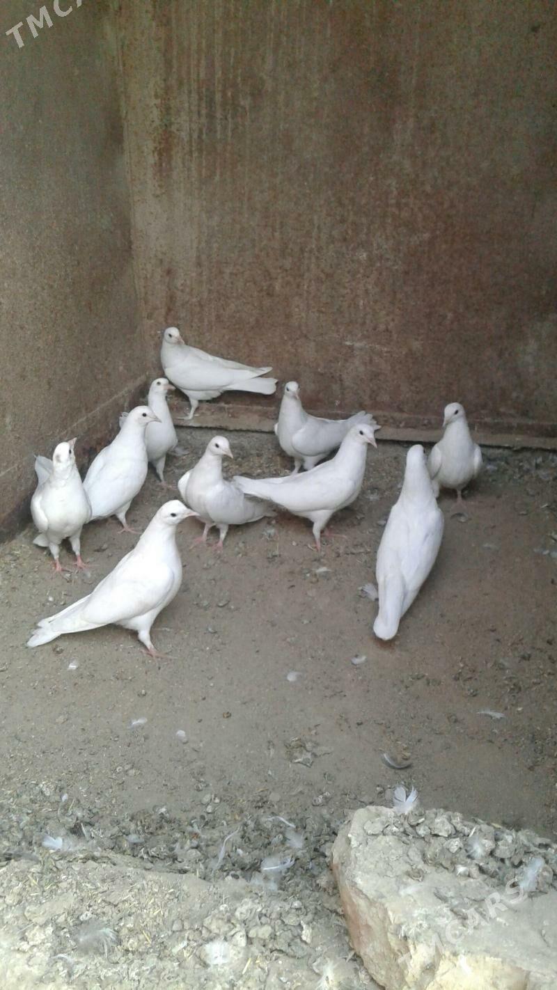 Kepderi - Мары - img 2