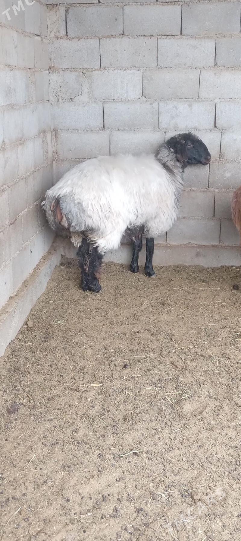 goýun - Gökdepe - img 1