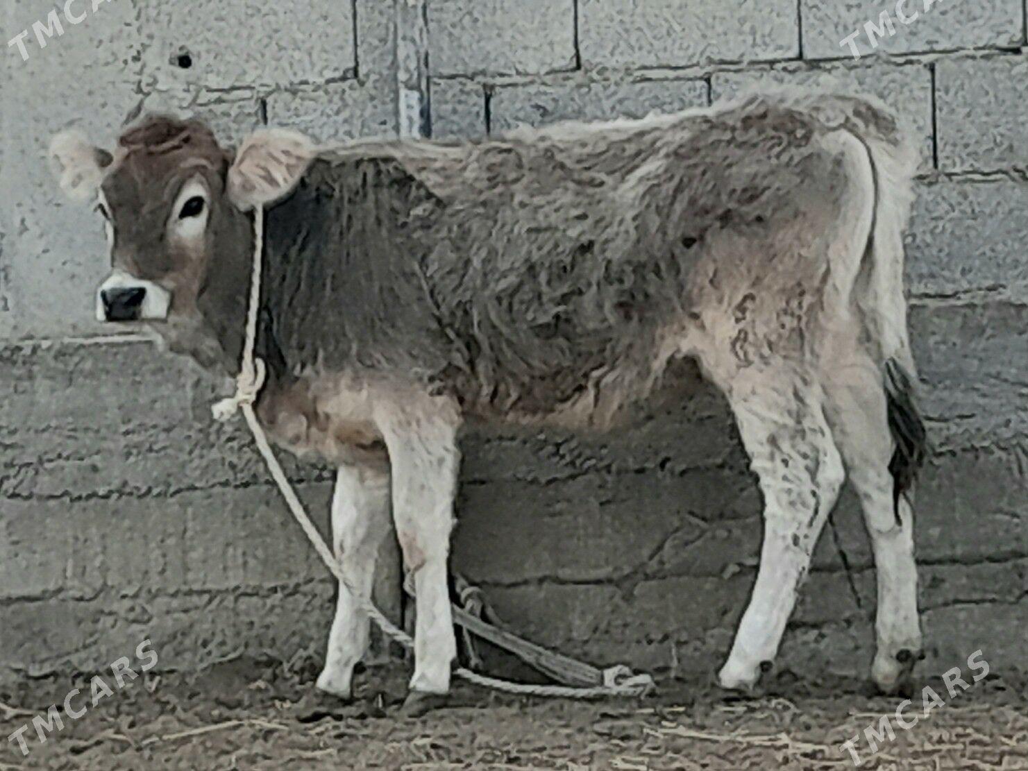 tüwe - Бузмеин - img 1