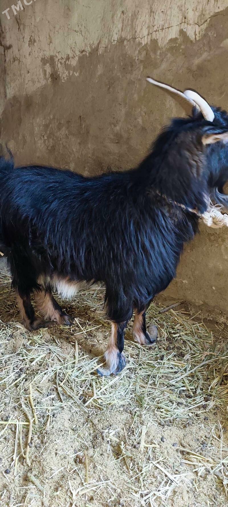 geçi - Анев - img 1