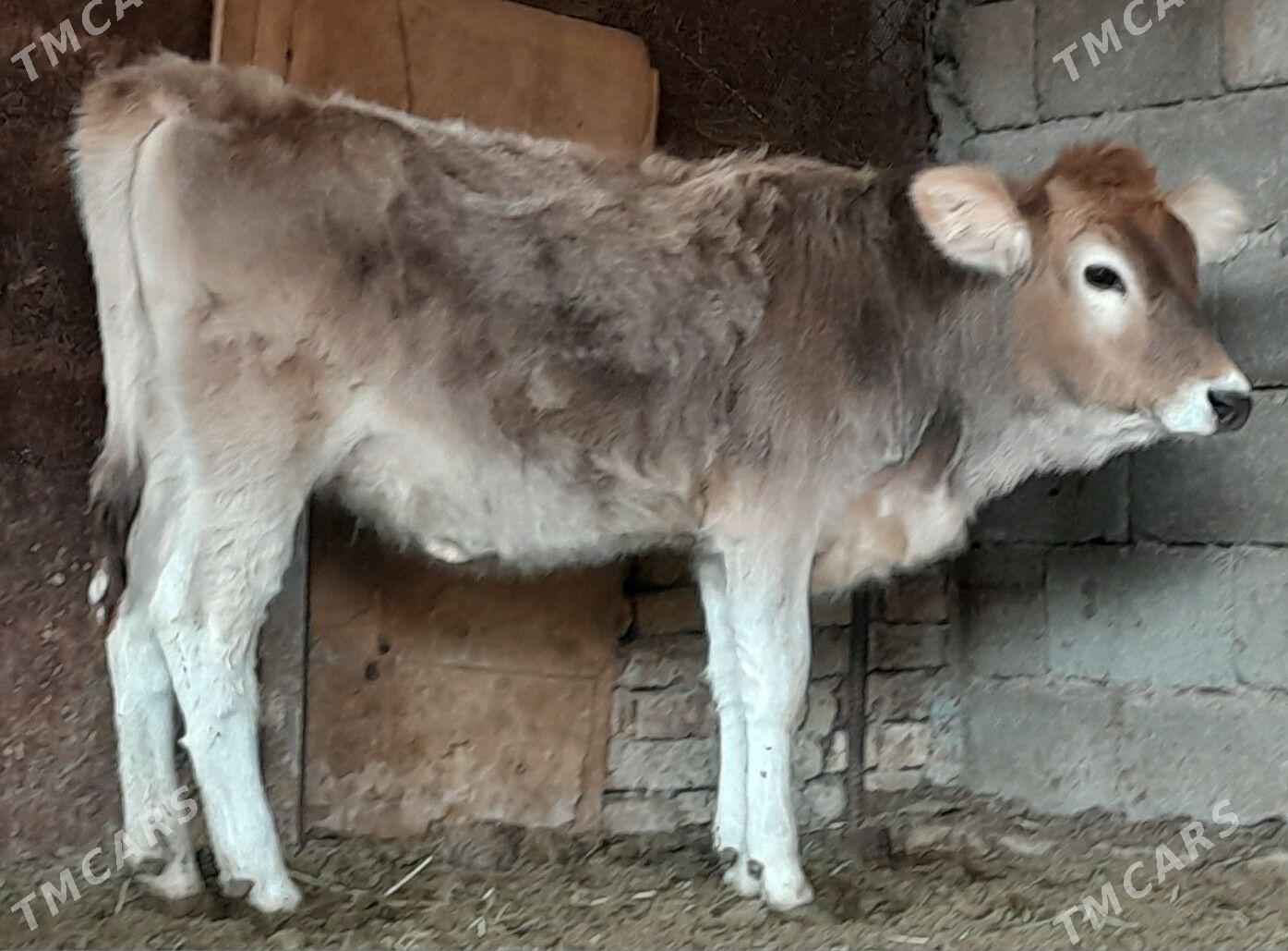 tüwe - Büzmeýin - img 2