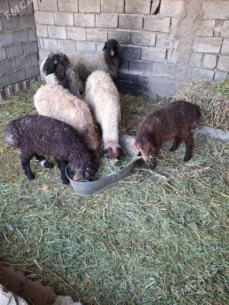 guzuly goyun - Анев - img 2