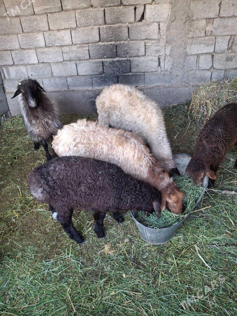 guzuly goyun - Анев - img 3