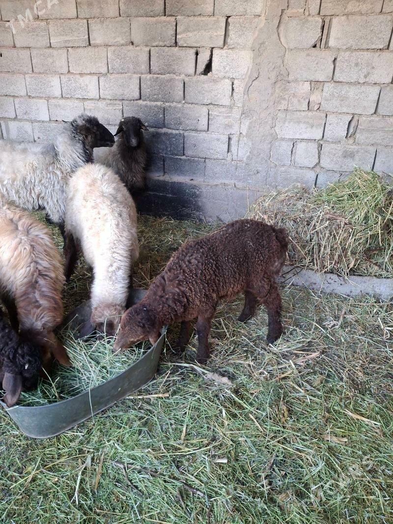 guzuly goyun - Анев - img 5