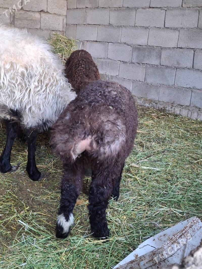 guzuly goyun - Анев - img 1