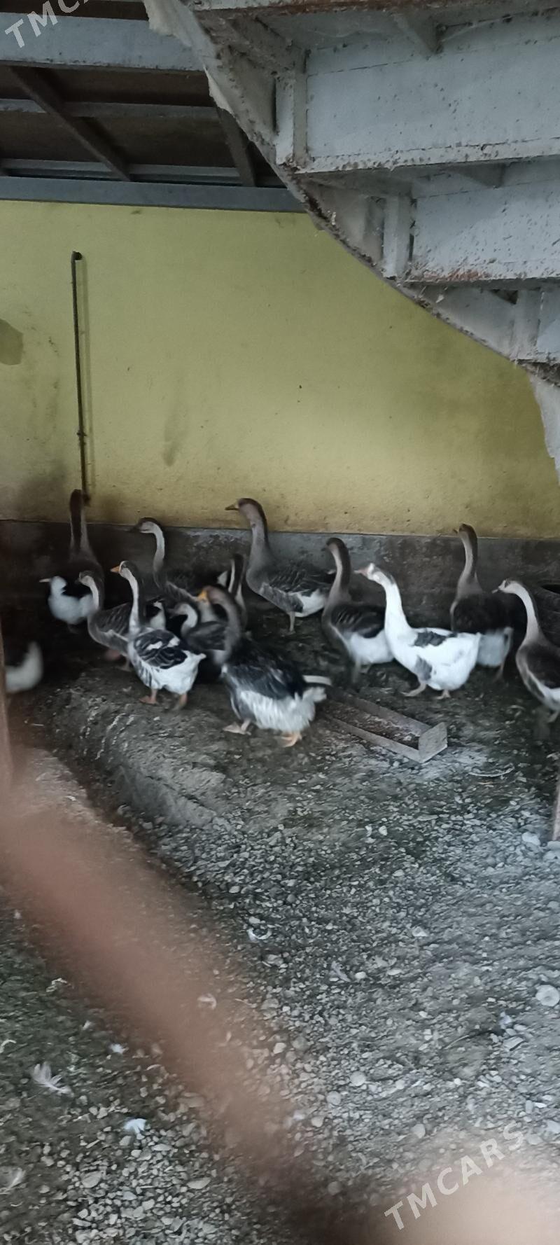 Gus ýumurtga - Гёкдепе - img 1