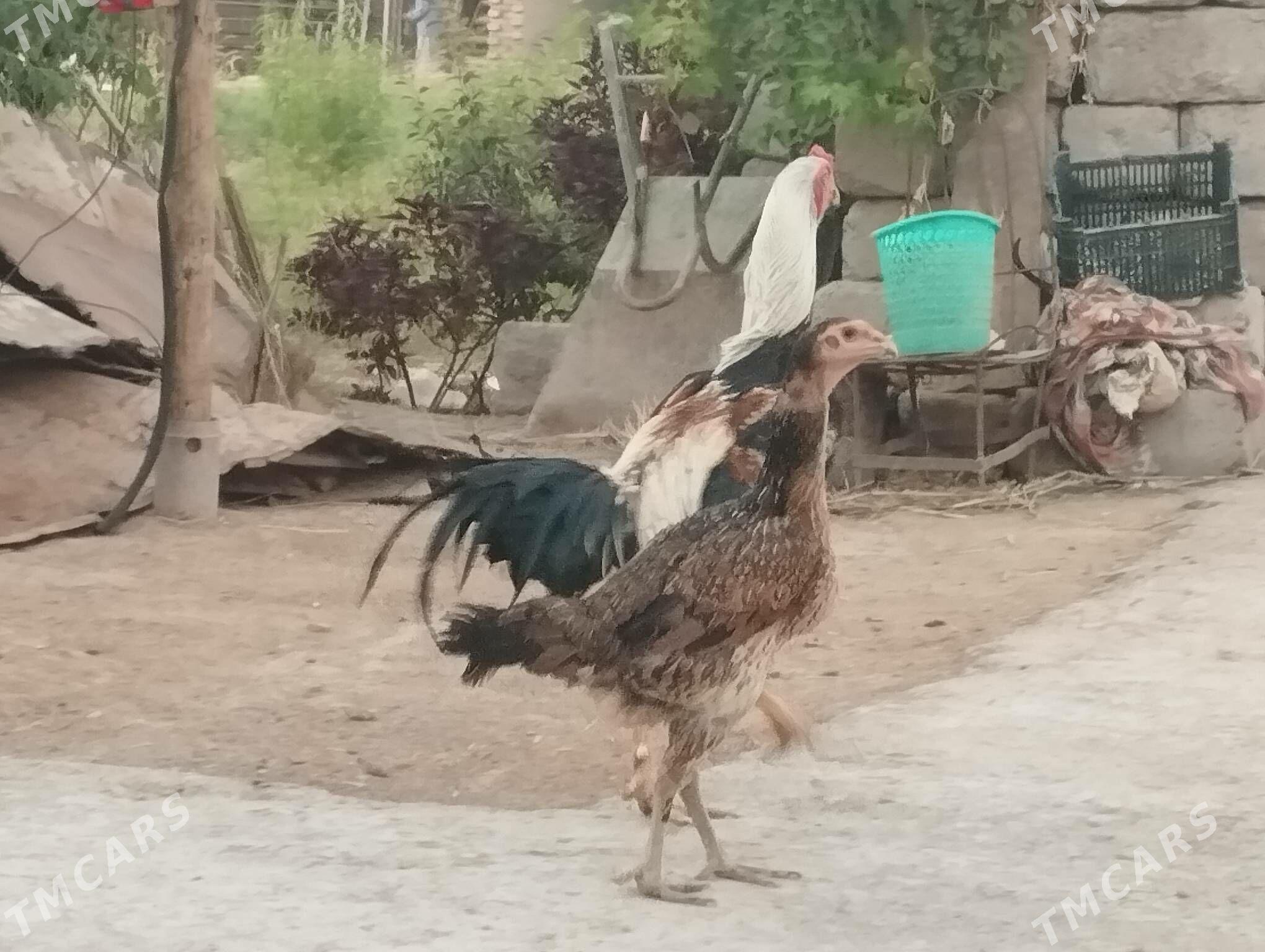 horaz no - Чарджоу - img 1