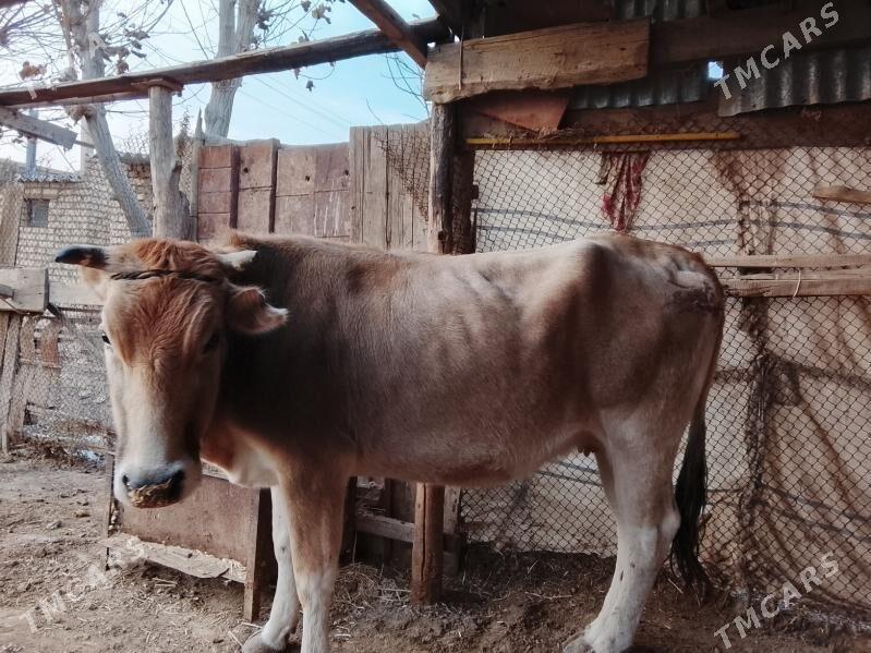 сугурбогаз - Мургап - img 2