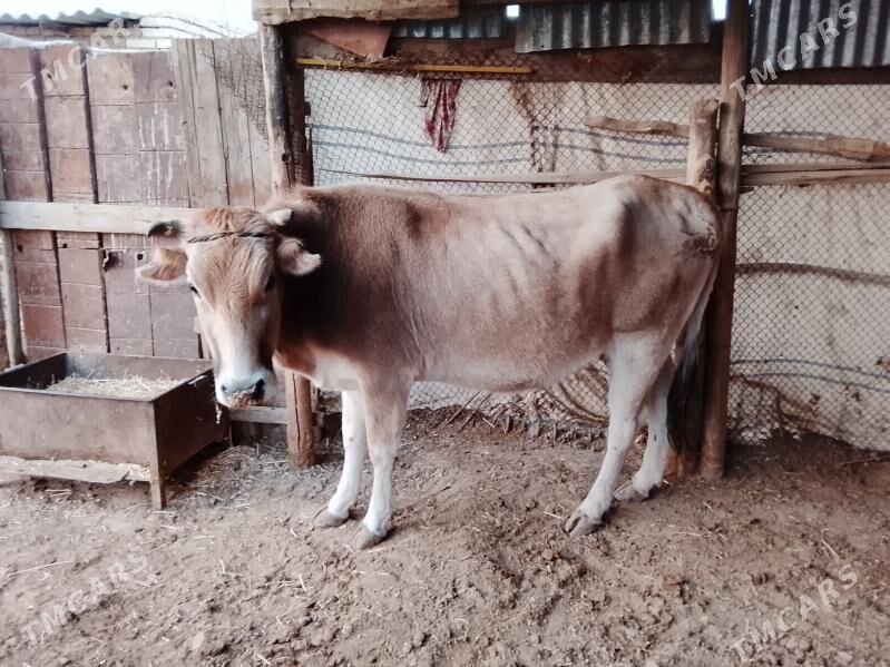 сугурбогаз - Мургап - img 5