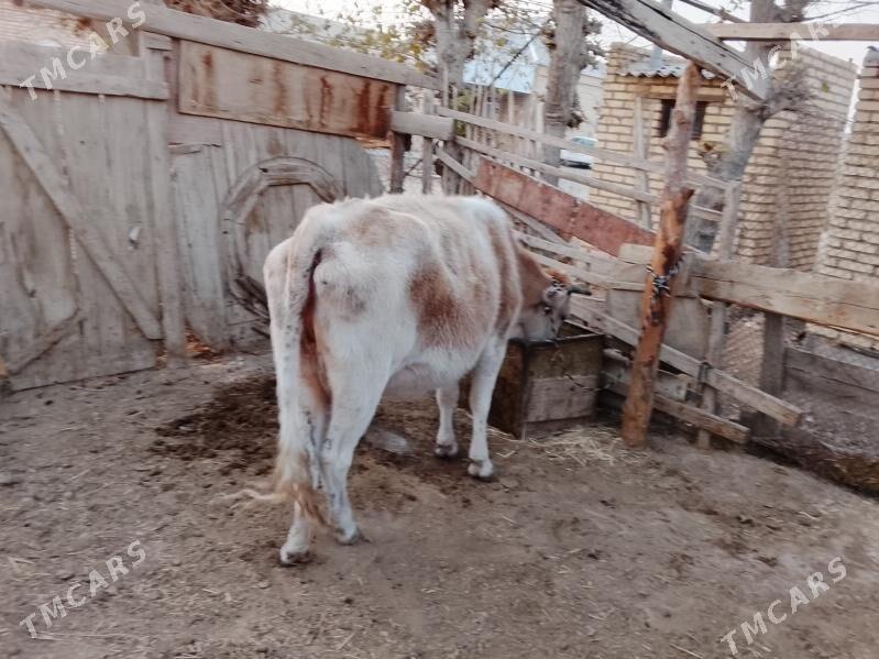 сугурбогаз - Мургап - img 3