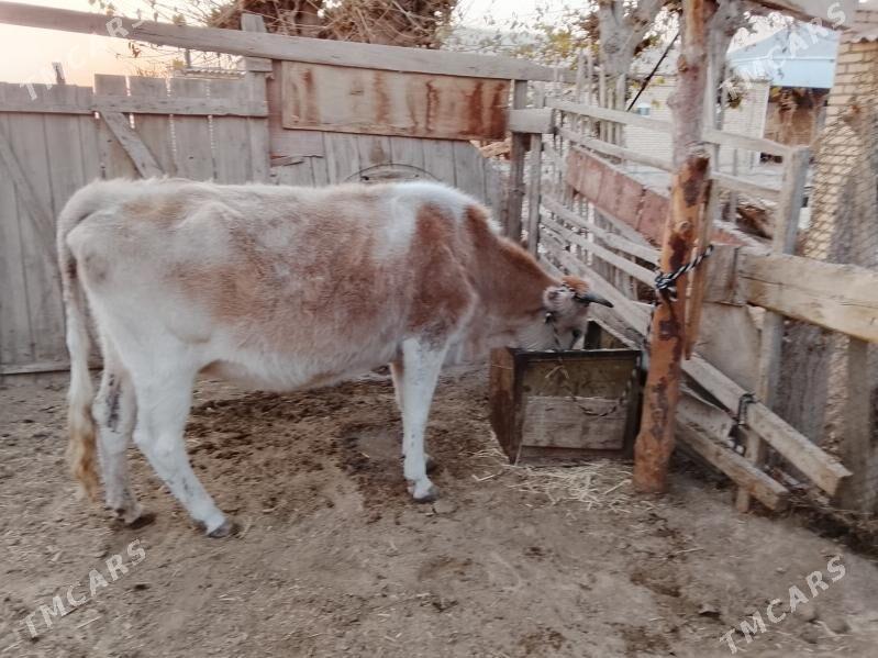 сугурбогаз - Мургап - img 4