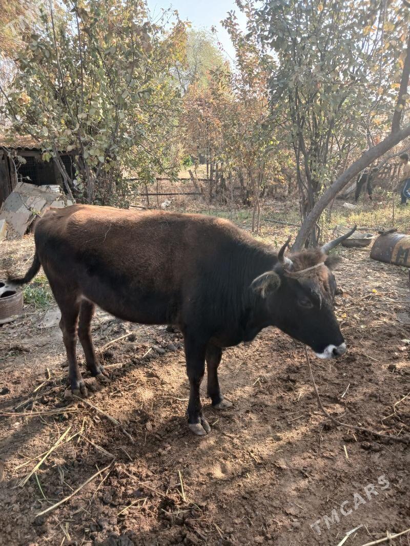 bogaz sygyr - Aşgabat - img 1