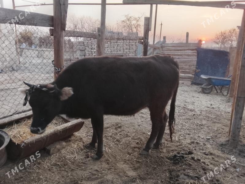 сугурбогаз - Мургап - img 6