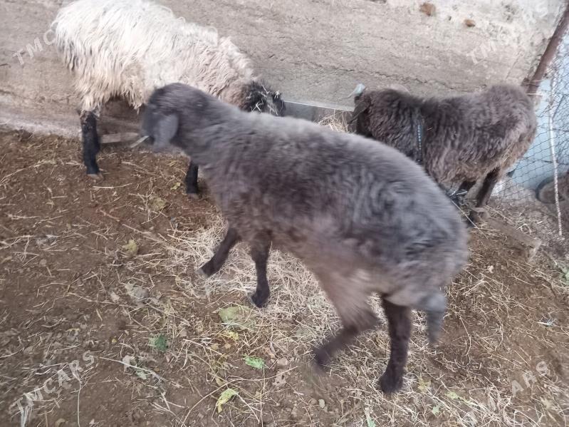 Tokly - Чоганлы - img 1