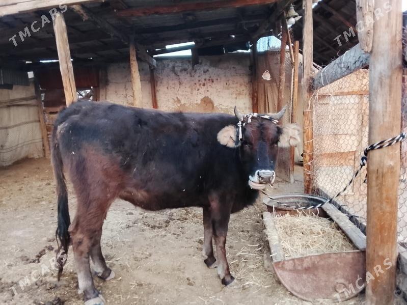 сугурбогаз - Мургап - img 7