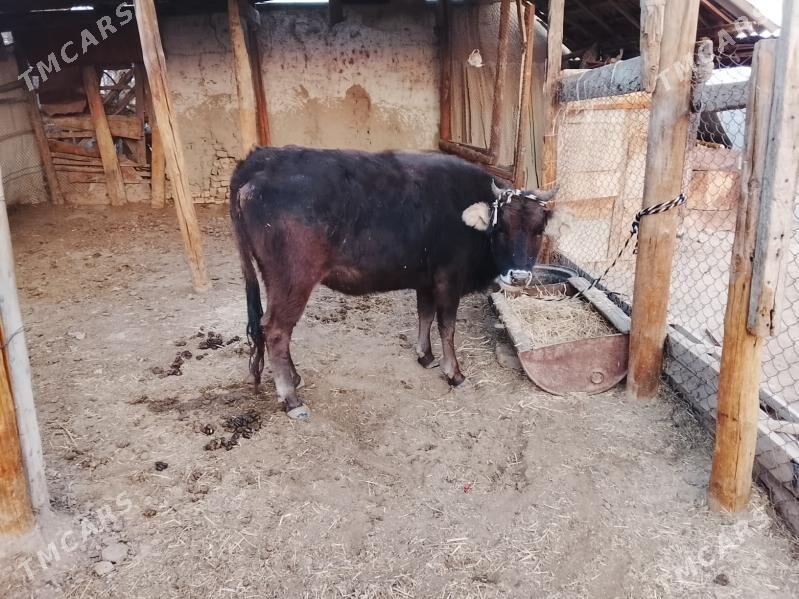 сугурбогаз - Мургап - img 8