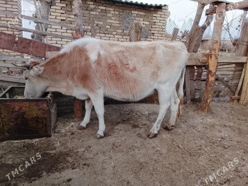 сугурбогаз - Мургап - img 9