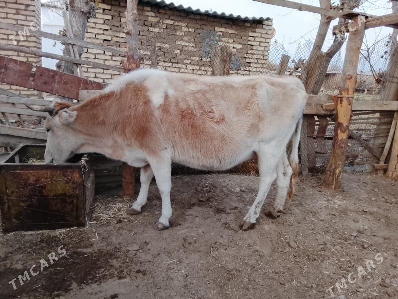 сугурбогаз - Мургап - img 10