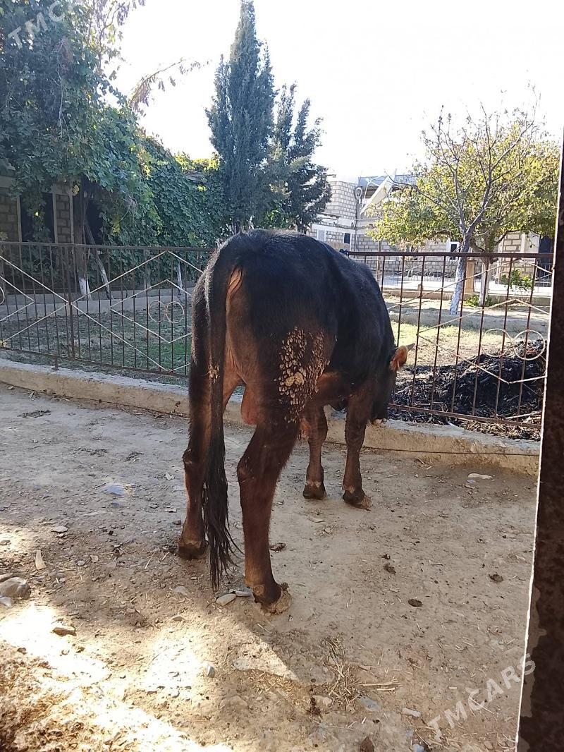 öküz - Гызыларбат - img 1