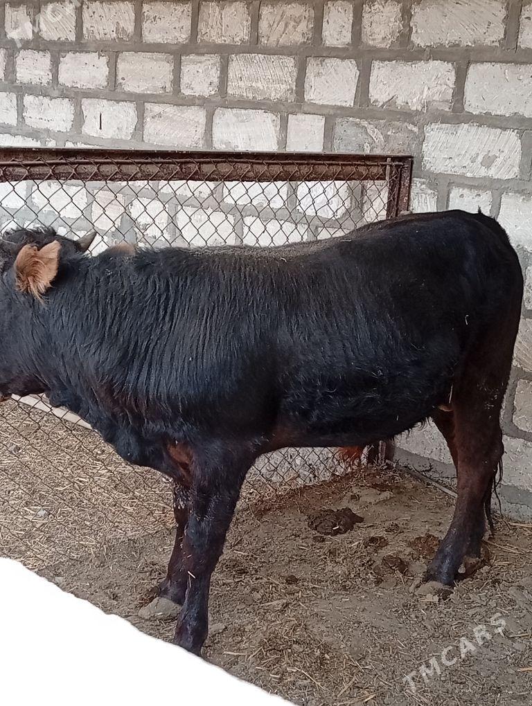 öküz - Гызыларбат - img 2