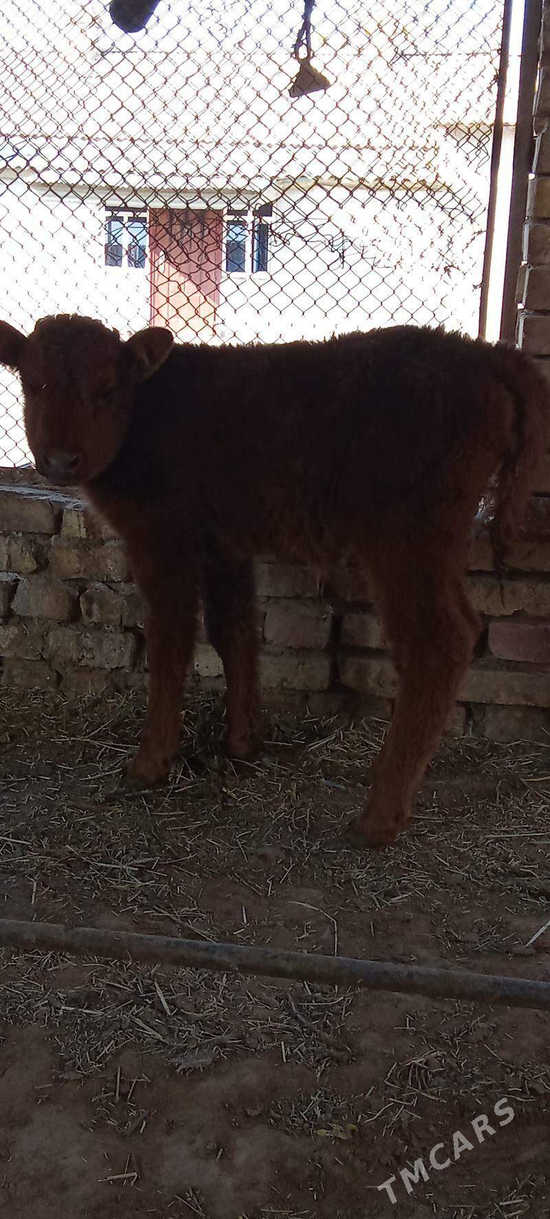 Göleli sygyr - Tejen - img 5